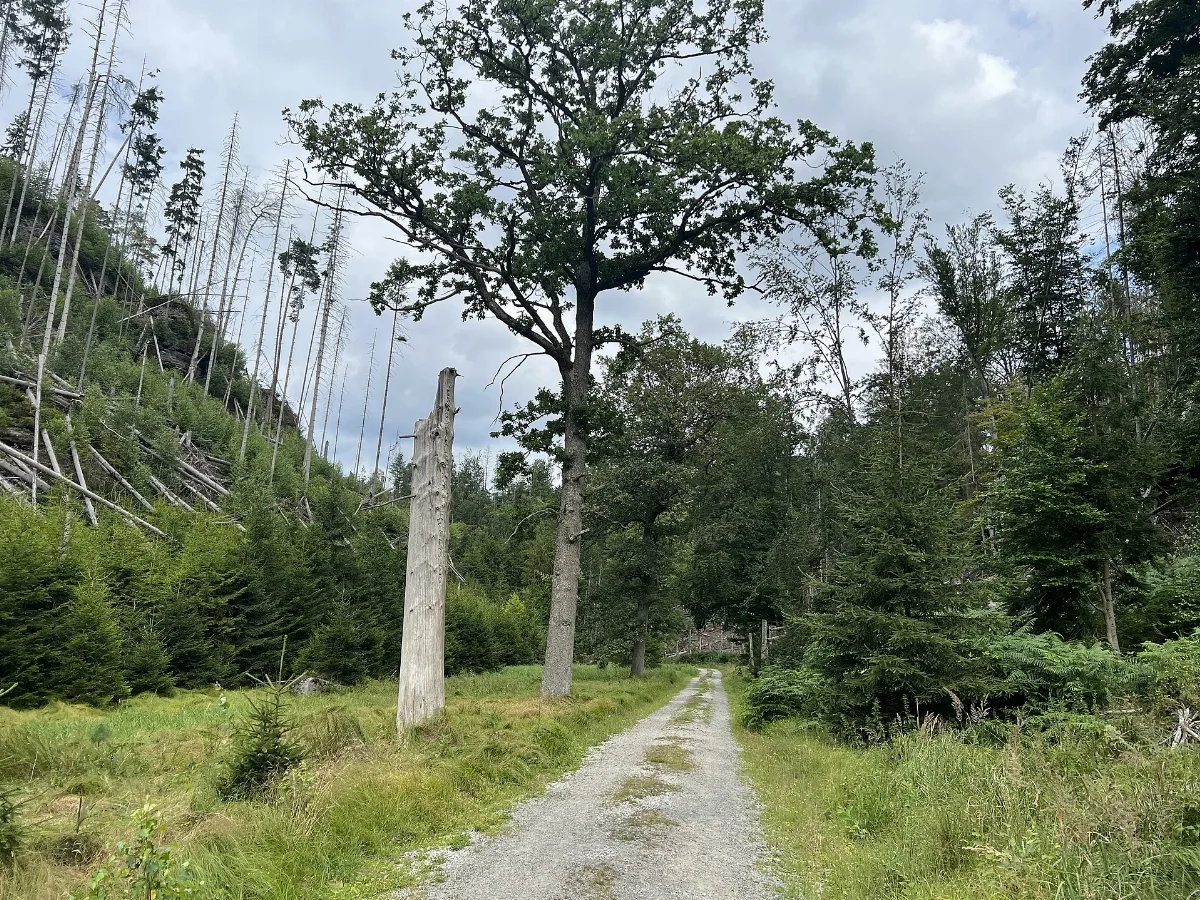 Nationalpark Sächsische Schweiz Großer Zschand Lub 2024 07 22 Img03
