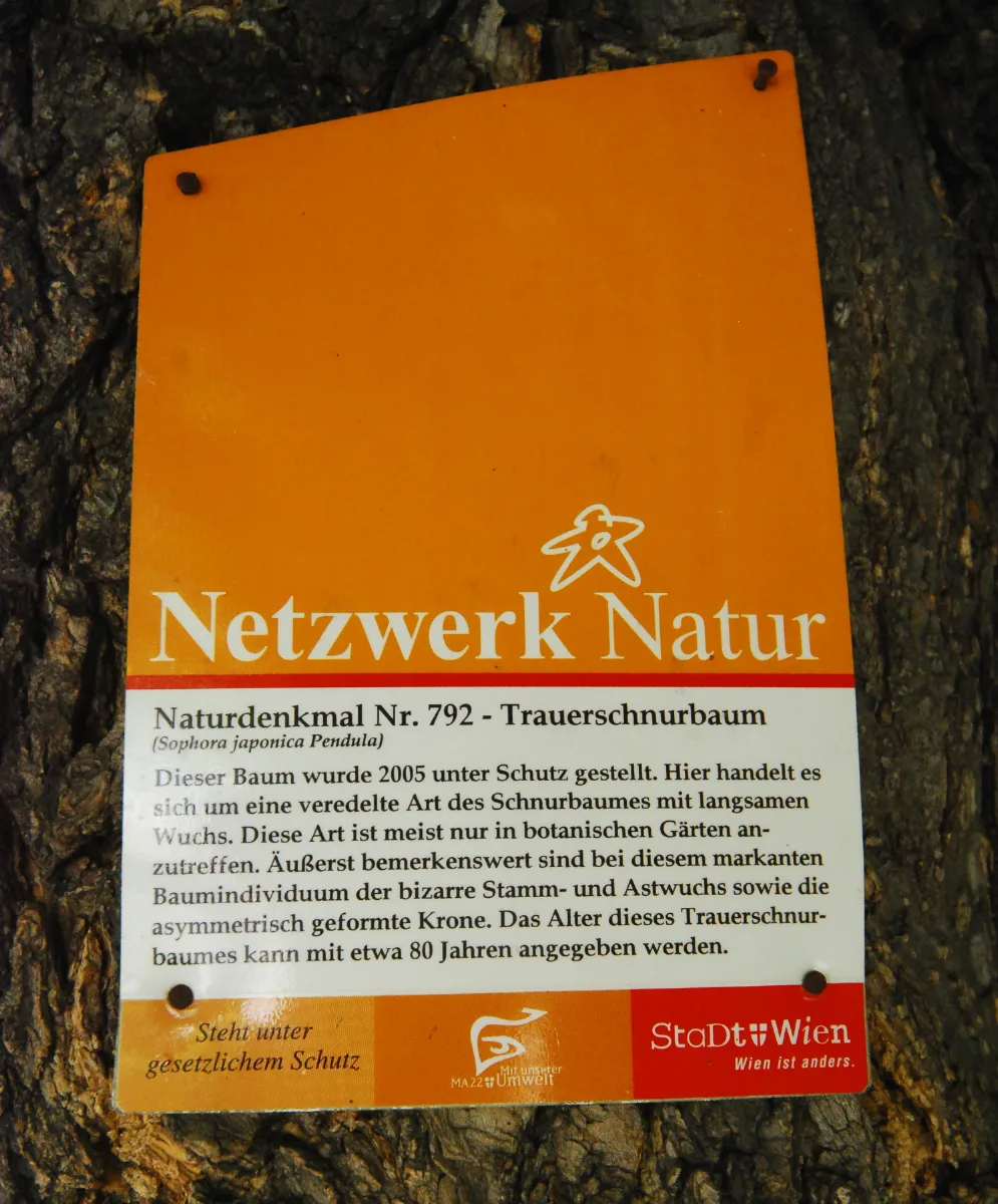 Naturdenkmal 792 2012 07 14 0074 Wien21 Pius Parsch Platz Trauerschnurbaum Guentherz