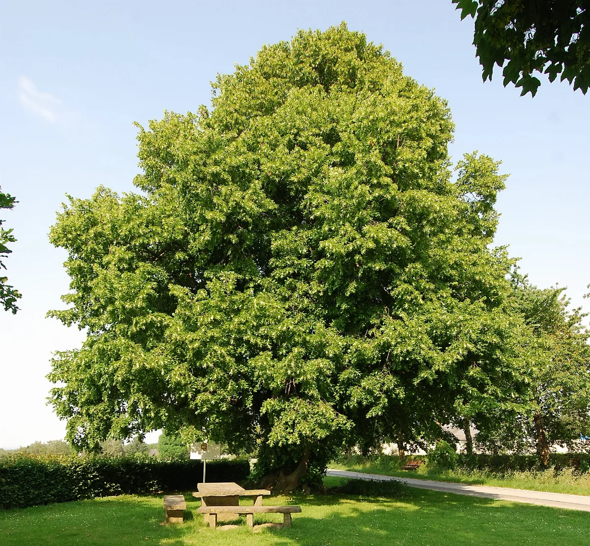 Naturdenkmal Femelinde Im Kreis Soest Bei Büecke (Zu Möhnesee) An Dem Wippringser Weg 3