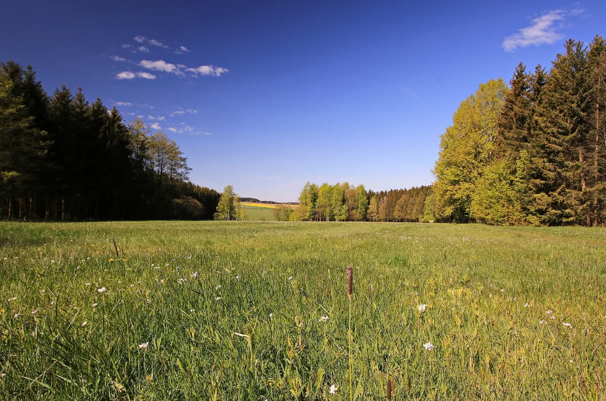 Naturdenkmal Schettler Wiese In Stollberg Bei Beutha, Erzgebirgskreis, Sachsen 2H1A3482Wi