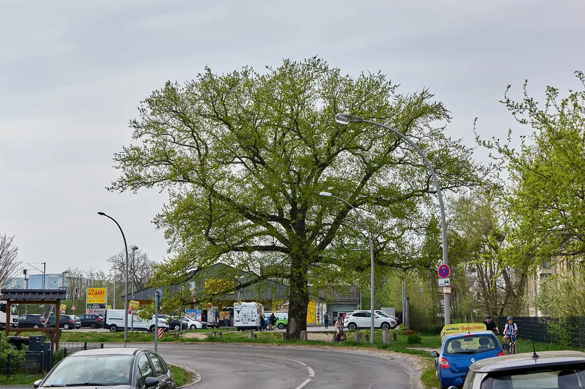 Naturdenkmal Stiel Eiche Sommer Eiche Seegefelder Weg 466 Berlin Staaken 2025 04 17 01