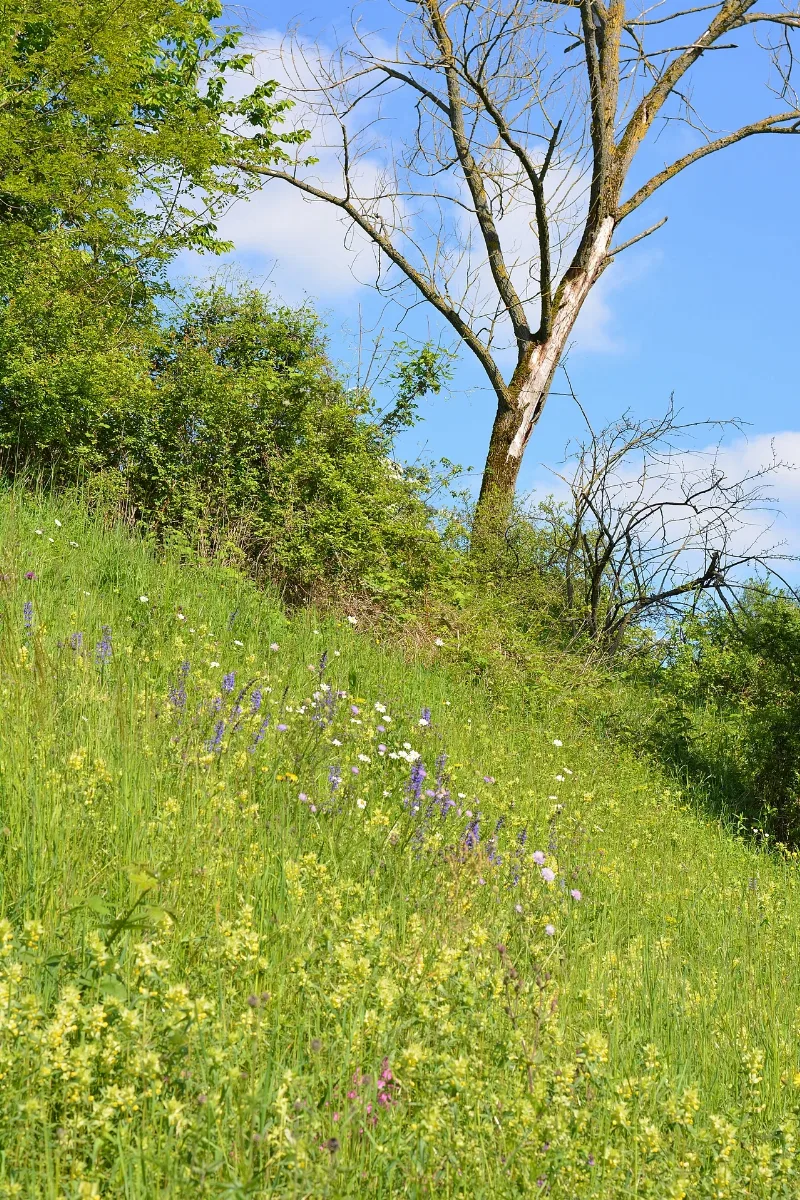 Naturschutzgebiet Aabereich Mellingen 4