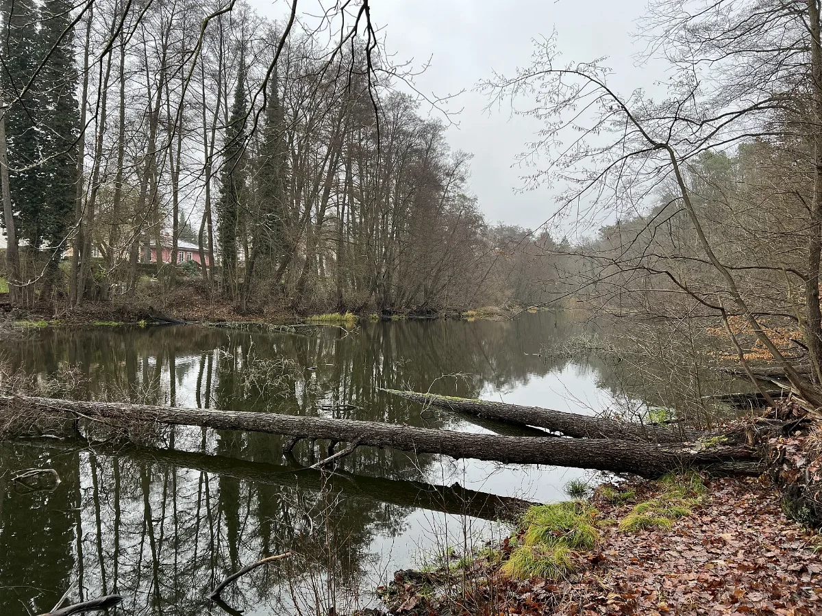 Naturschutzgebiet Lange Dammwiesen Und Unteres Annatal Lub 2025 12 13 Img01 Schwanenteich