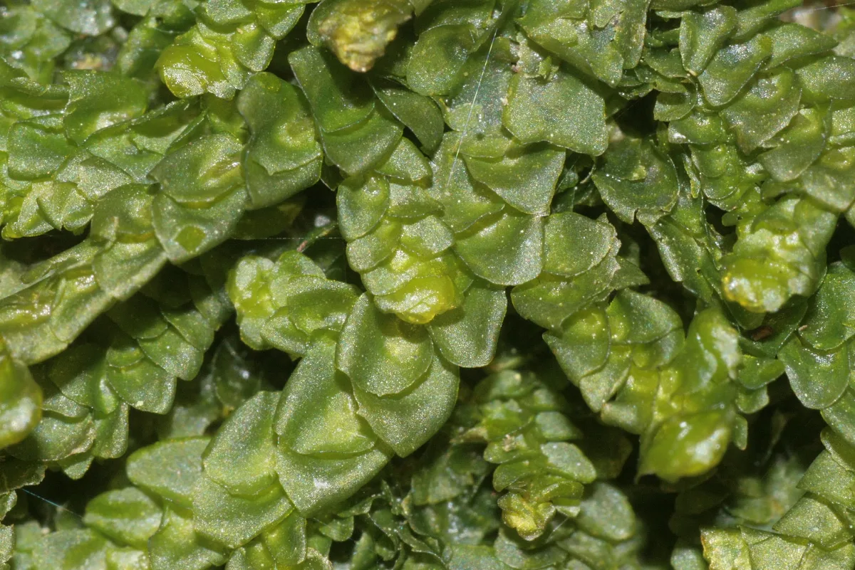 Porella Platyphylla (C, 144742 480323) 8638