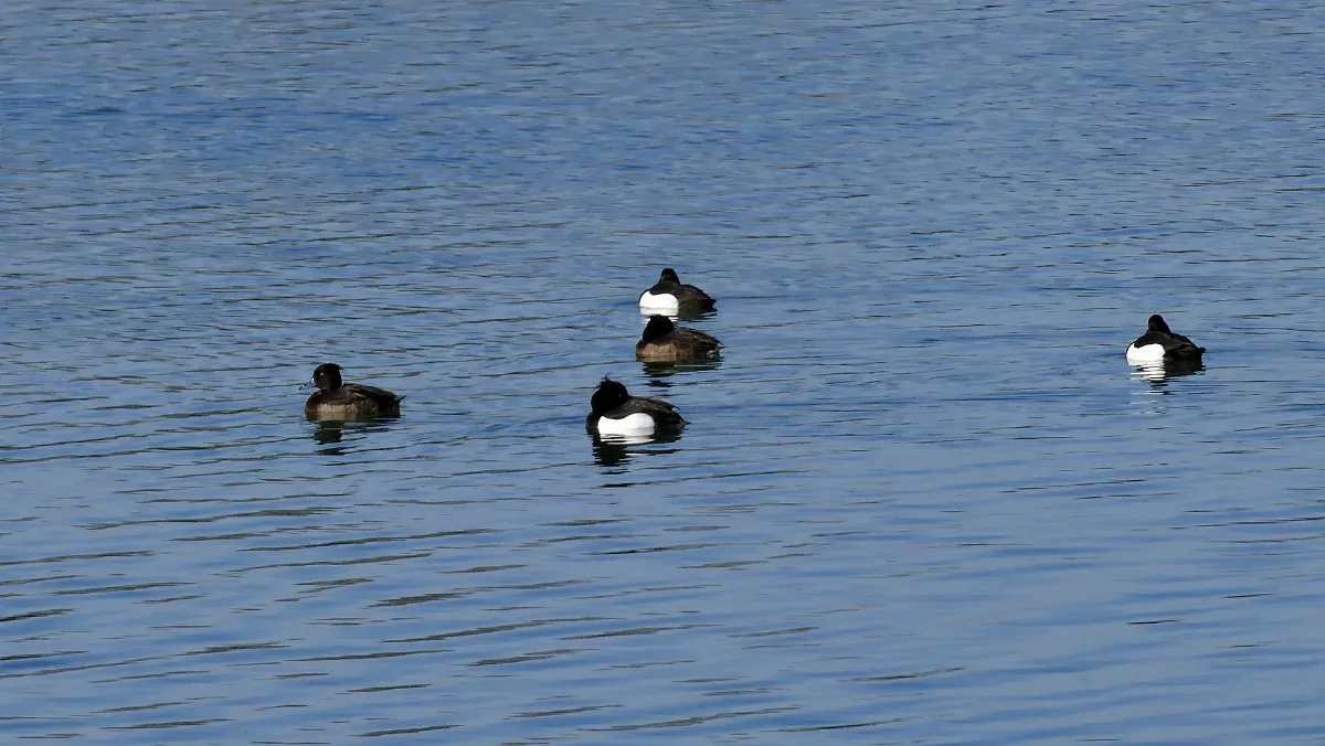 Reiherenten Steinwedeler Teich