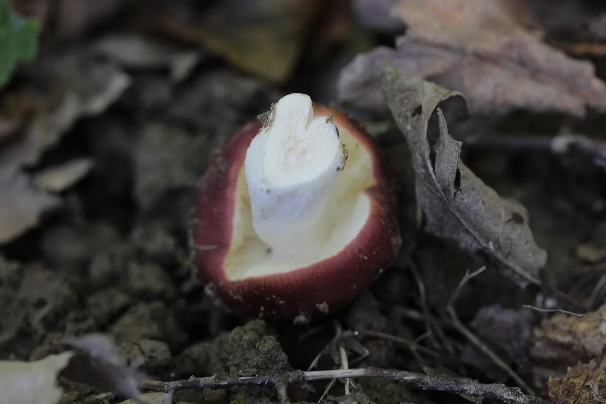 Russula Sp. ? (22027405196)