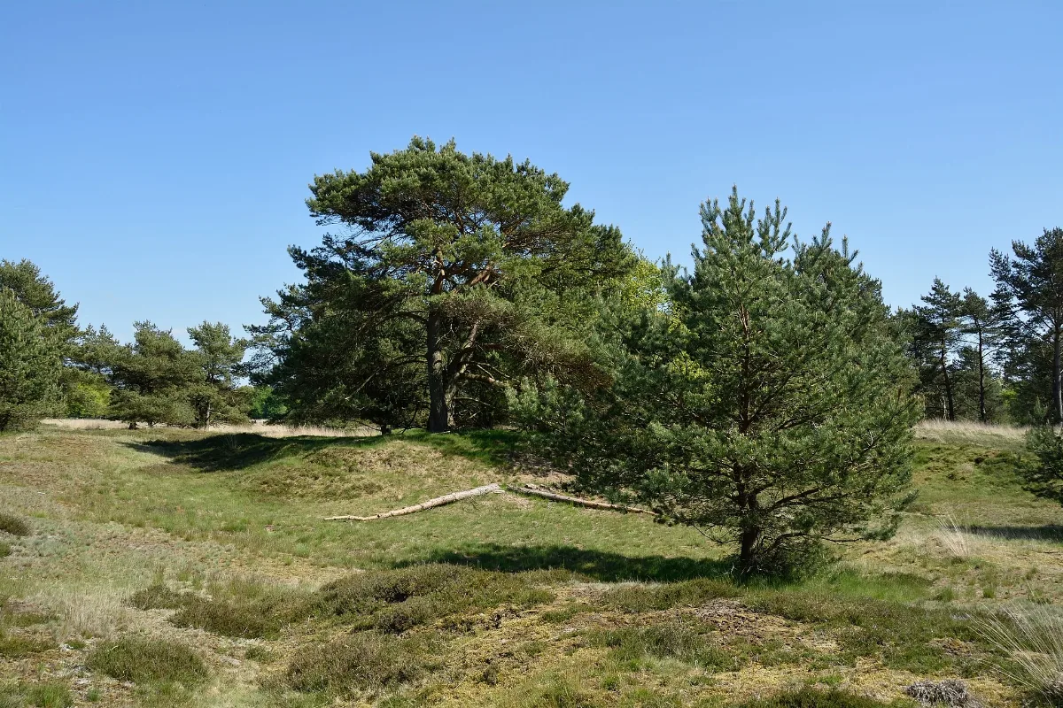 Schleswig Holstein, Bark, Naturschutzgebiet 30 Nik 4205