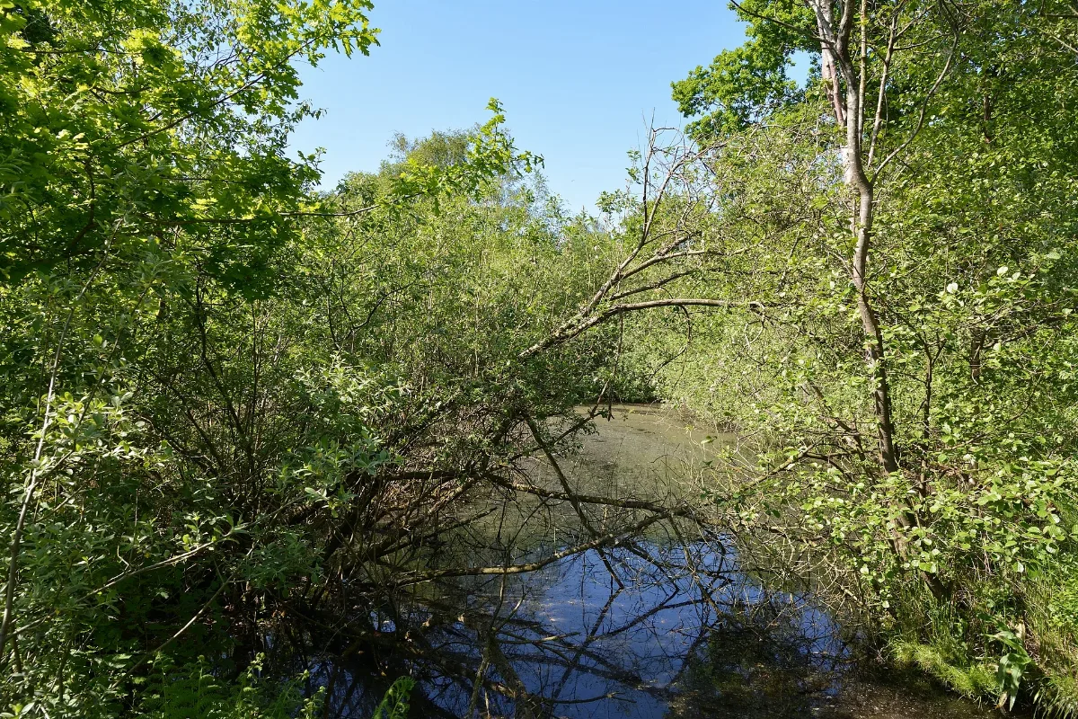 Schleswig Holstein, Tellingstedt, Landschaftsschutzgebiet Großes Moor Kätner Moor Nik 7079
