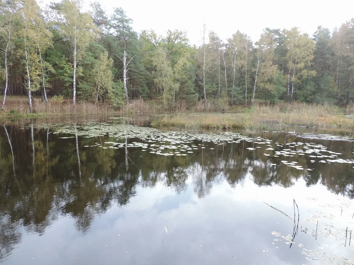 Schwarzes Luch Bei Sperenberg Panoramio