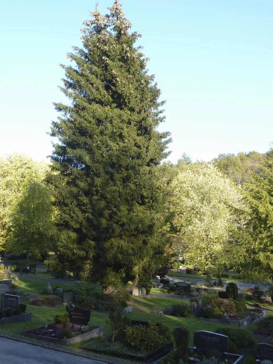 Si Hermelsbacher Friedhof Fichtenbaum
