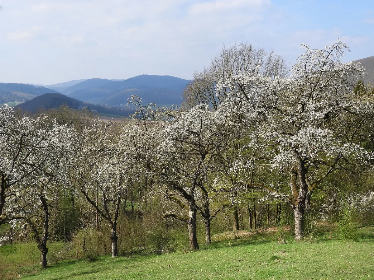 Streuobstwiese Im Naturschutzgebiet „Kelle – Teufelskanzel“ Im Landkreis Eichsfeld In Thüringen (1)