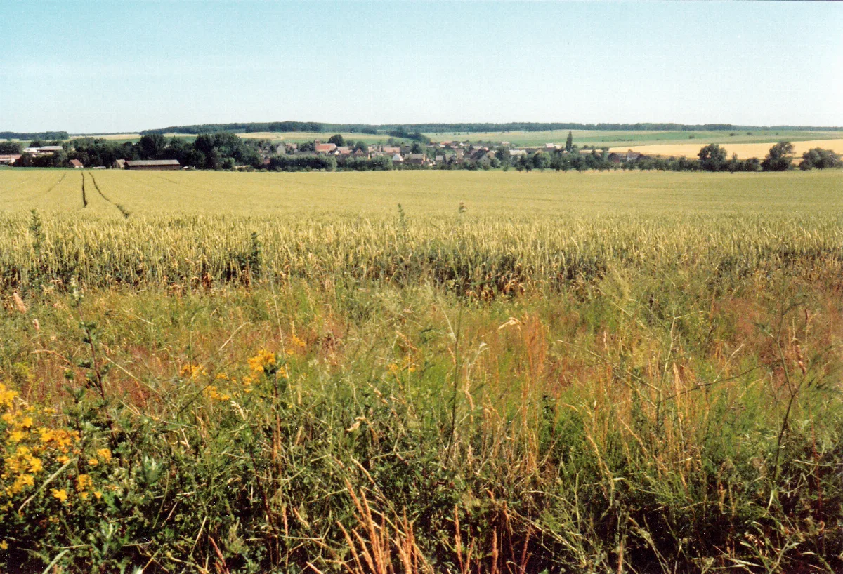 Summertime Panoramio (1)