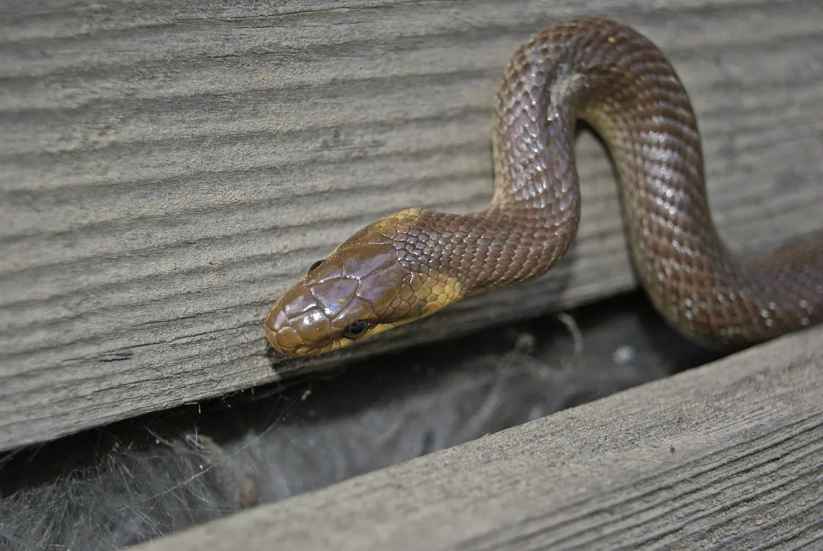 Zamenis Longissimus, Bärstadt